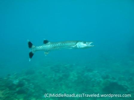 Great Barracuda (kaku)