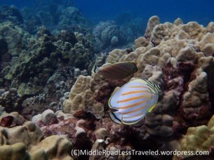 Ornate Butterflyfish (kikakupu)