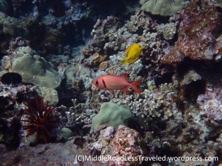 Soldierfish ('u'u) with Yellow Tang (lau'i pala) in the background