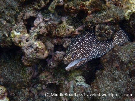 Whitemouth moray eel (puhi)