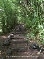 Maui2019-BambooForest_2