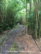 Maui2019-BambooForest_4