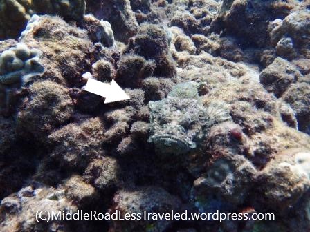 Maui2019-DevilScorpionfish